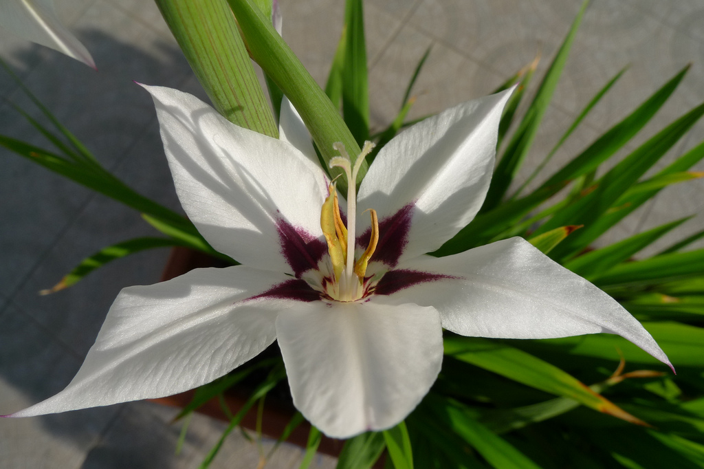 Acidanthera murielae